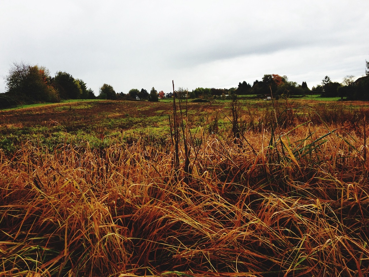 autumn field straw free photo