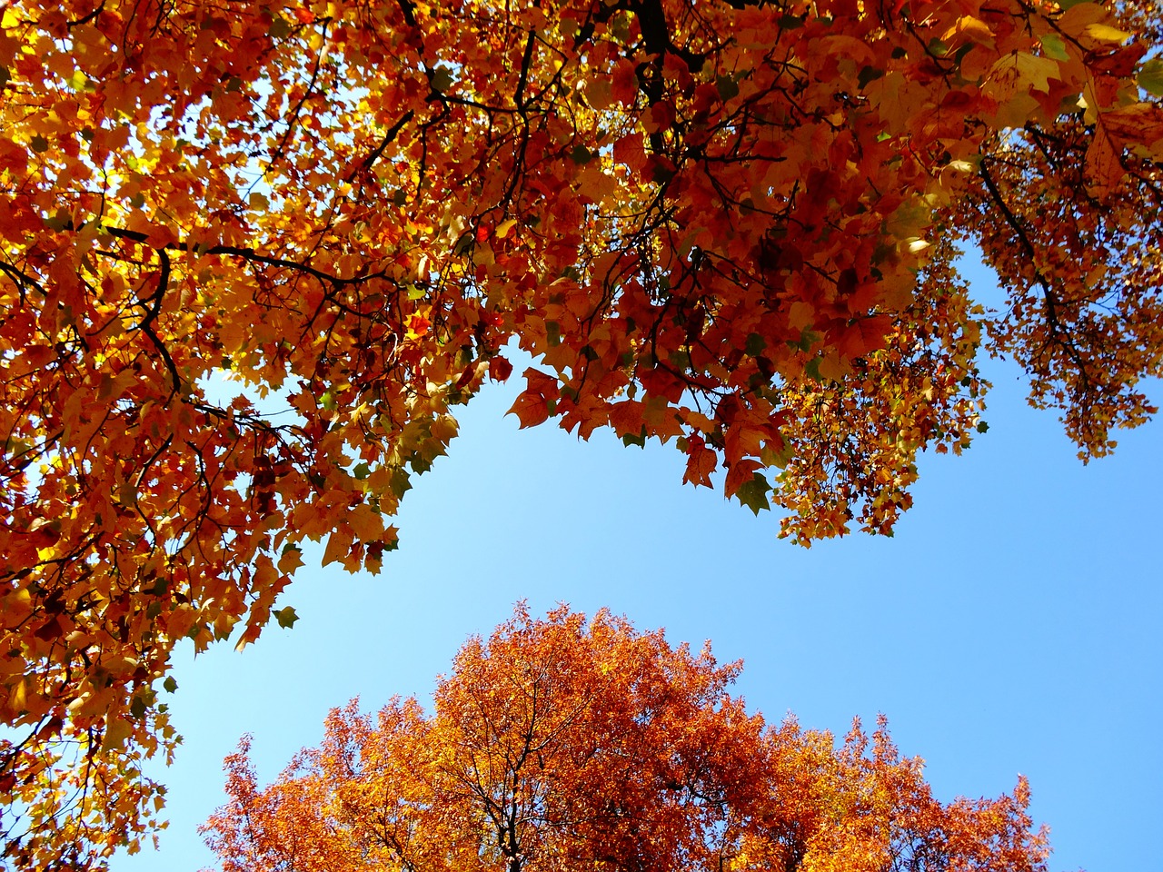 autumn foliage yellow leaves free photo