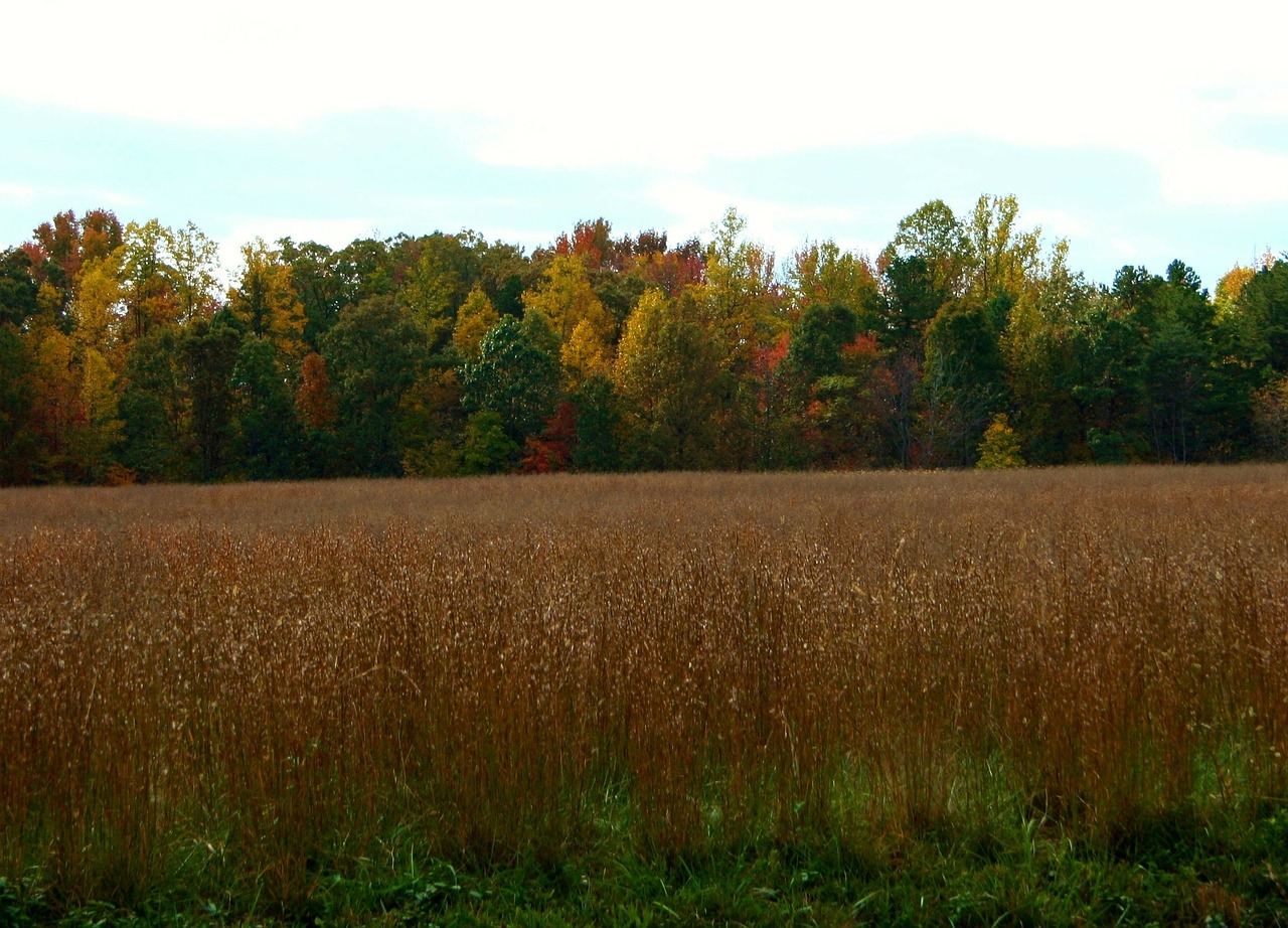 autumn fall meadow free photo