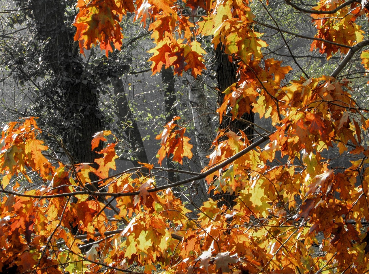 autumn tree leaf free photo