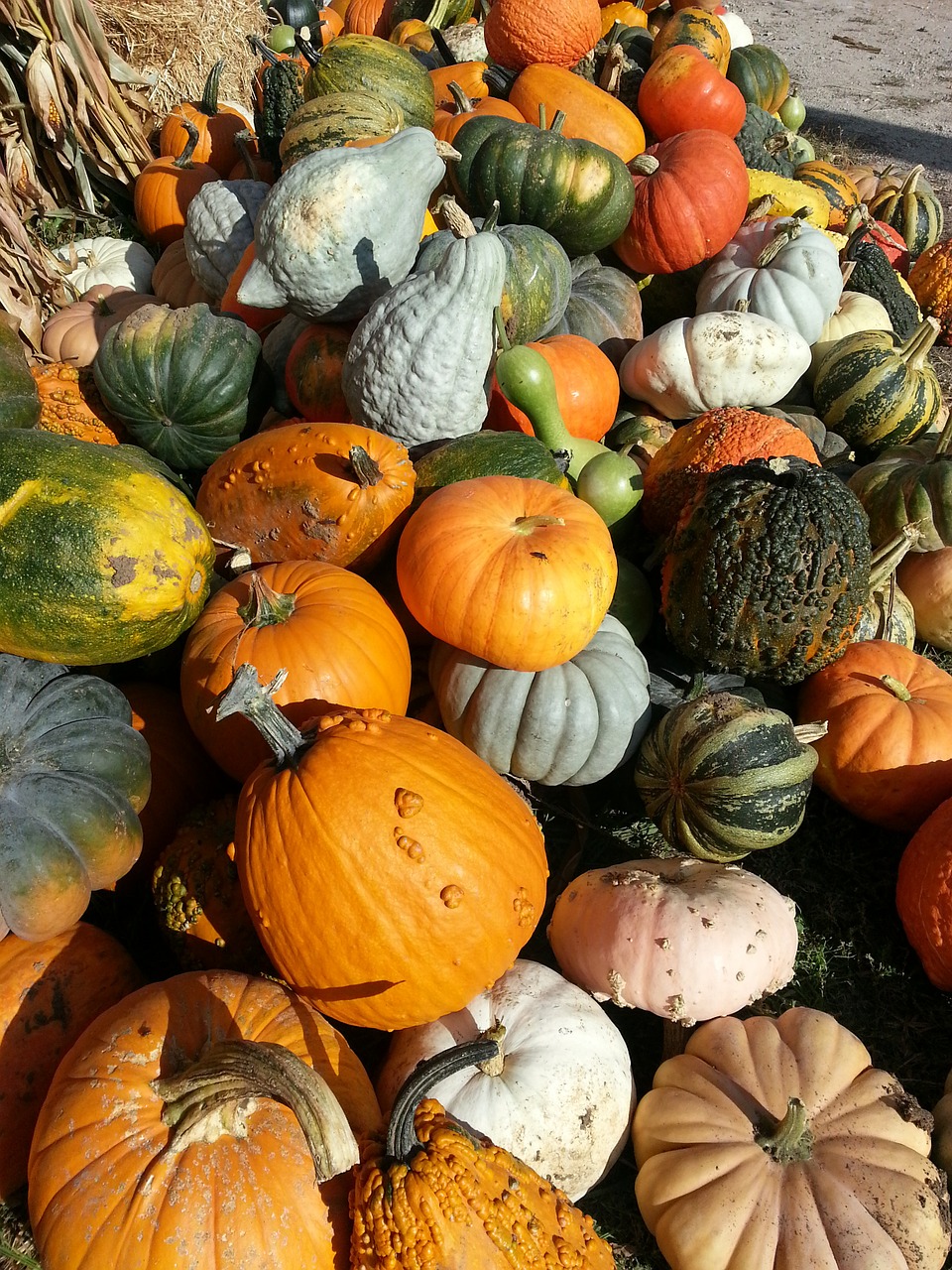 autumn fall squash free photo