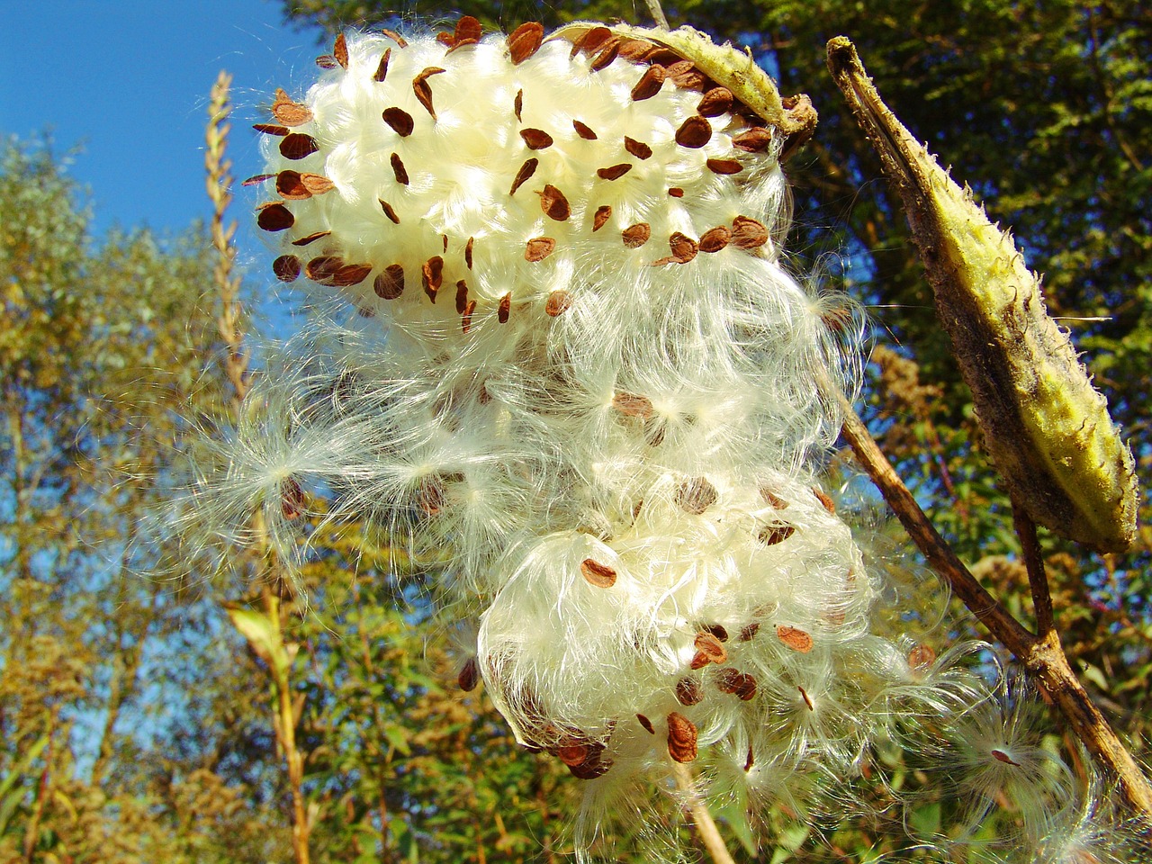 autumn wild tobacco seeds free photo
