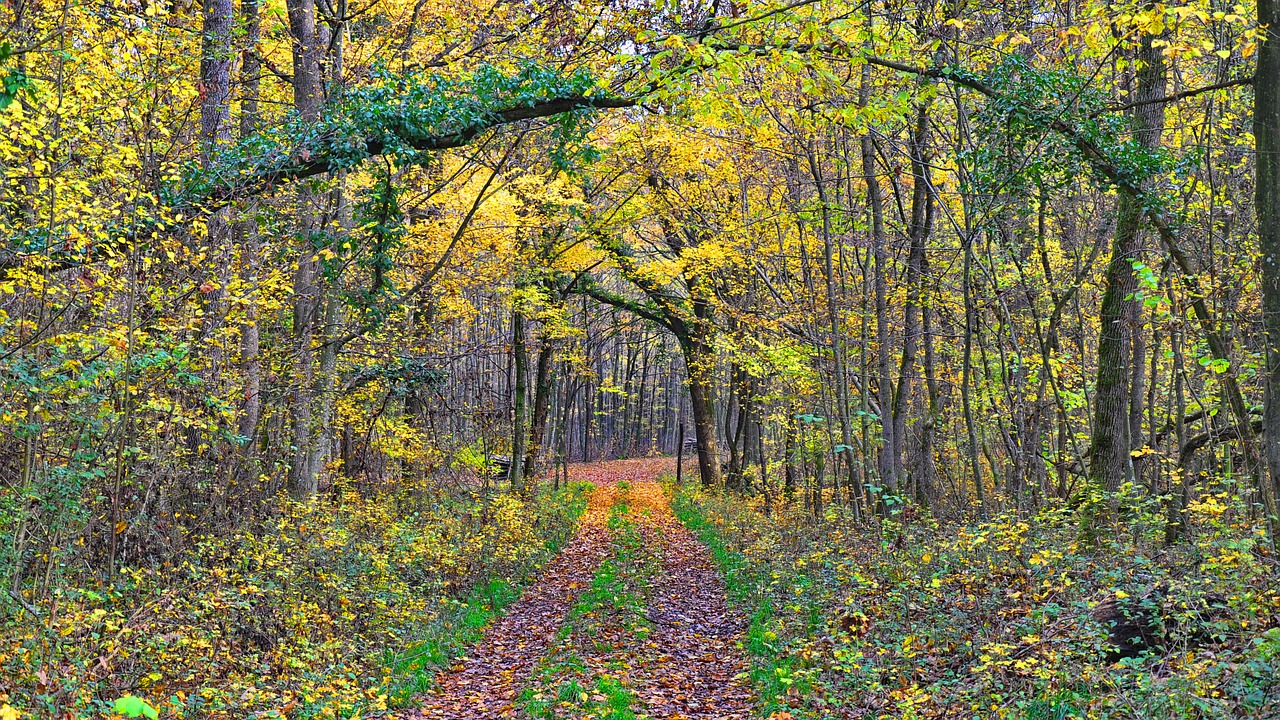 autumn avar forest free photo