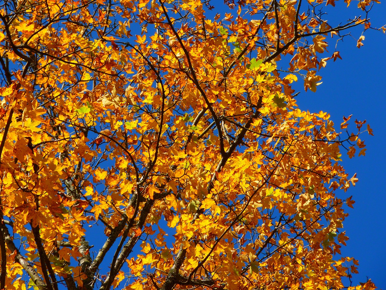 autumn colorful tree free photo