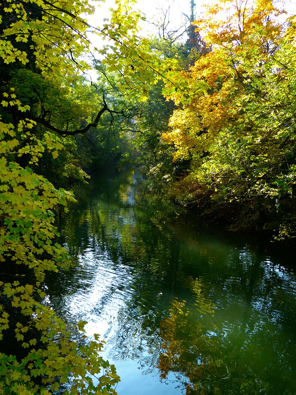 autumn autumn mood tree free photo