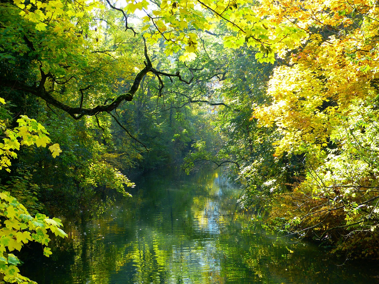 autumn autumn mood tree free photo