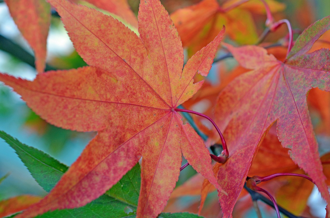 autumn leaves leaf free photo