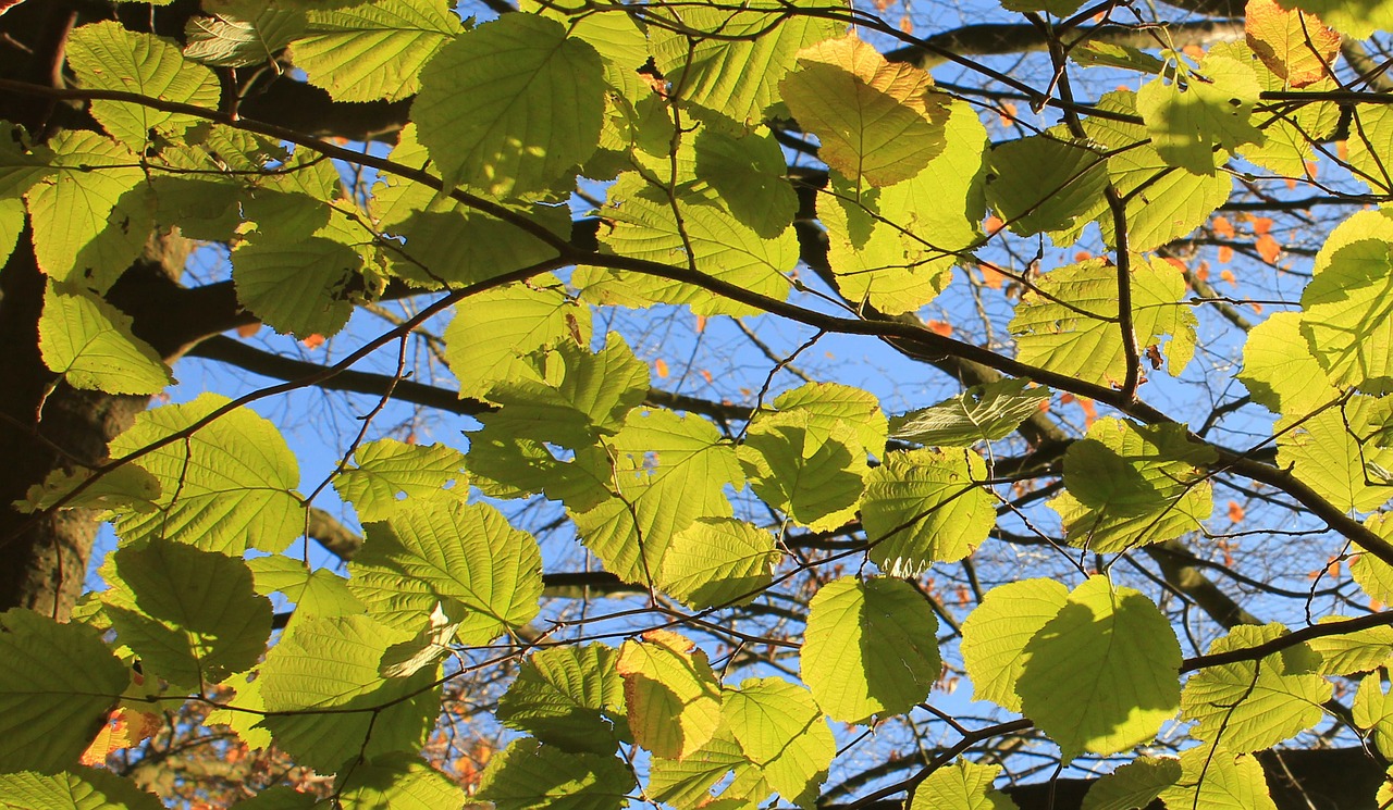 autumn leaves green free photo