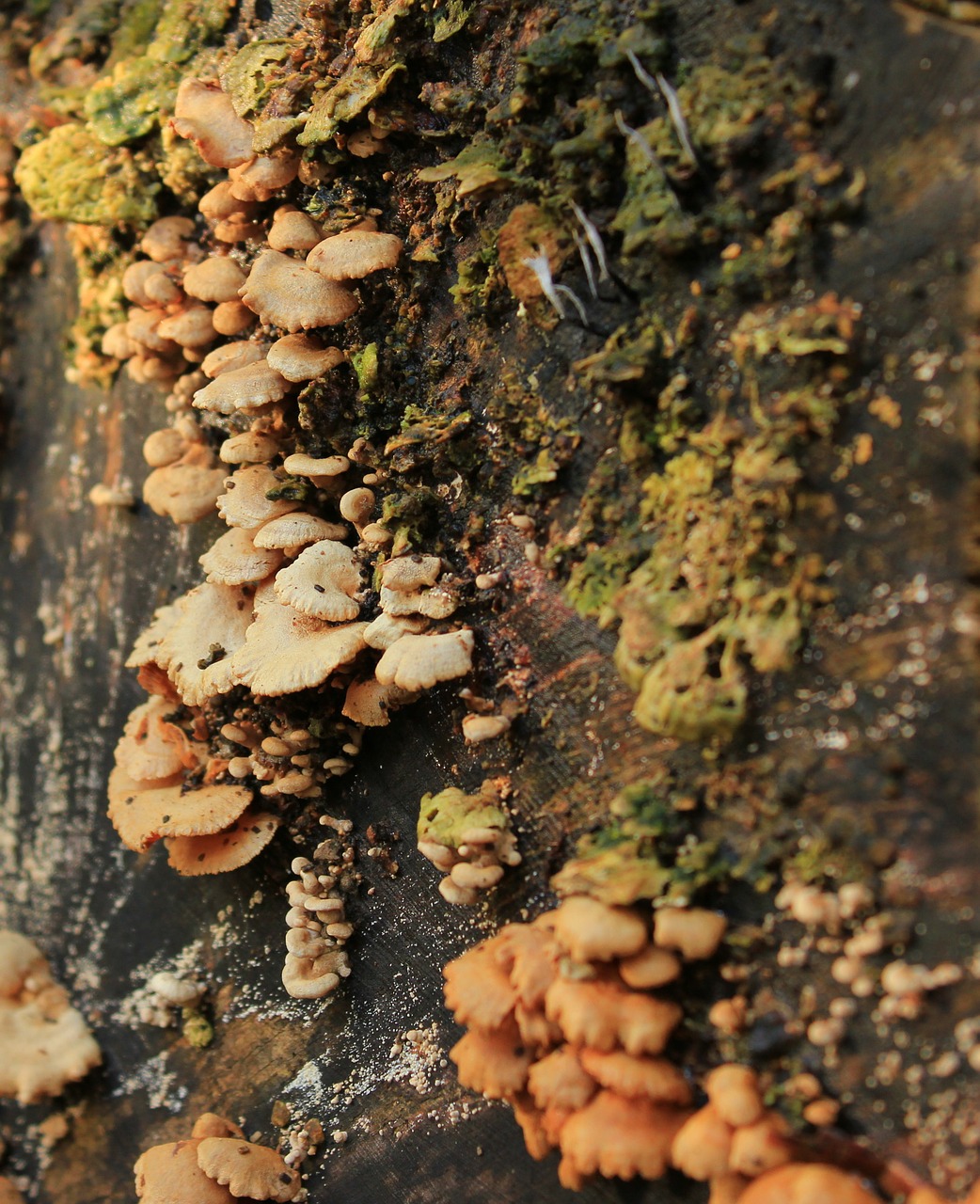 autumn mushrooms mushroom free photo
