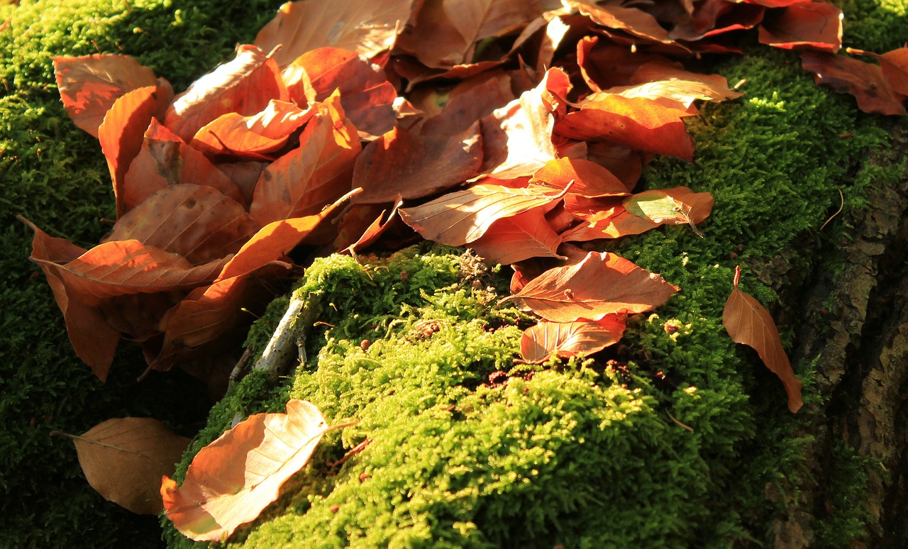 autumn leaves moss free photo