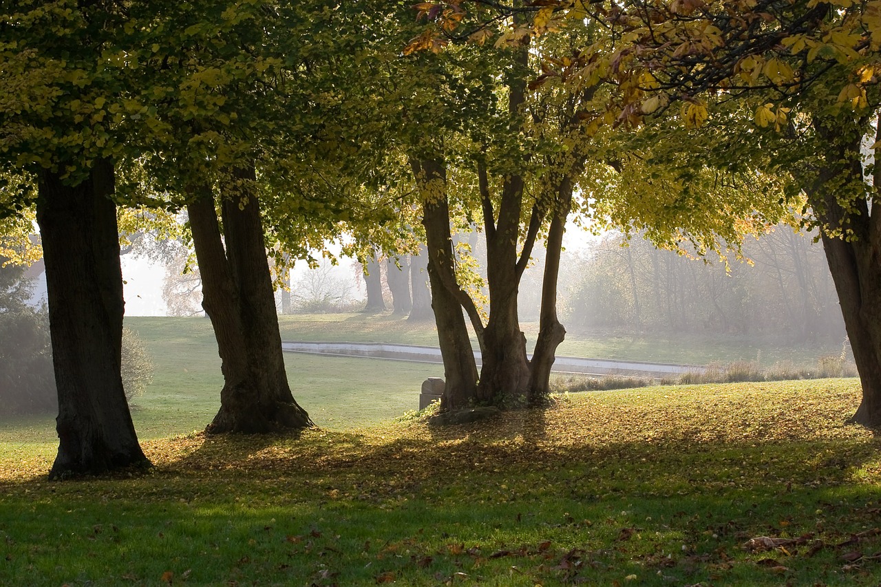 autumn lens trees free photo