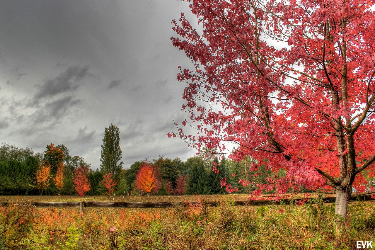 autumn trees landscape free photo