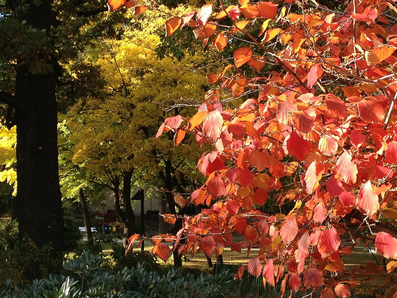 autumn fall foliage autumn colours free photo