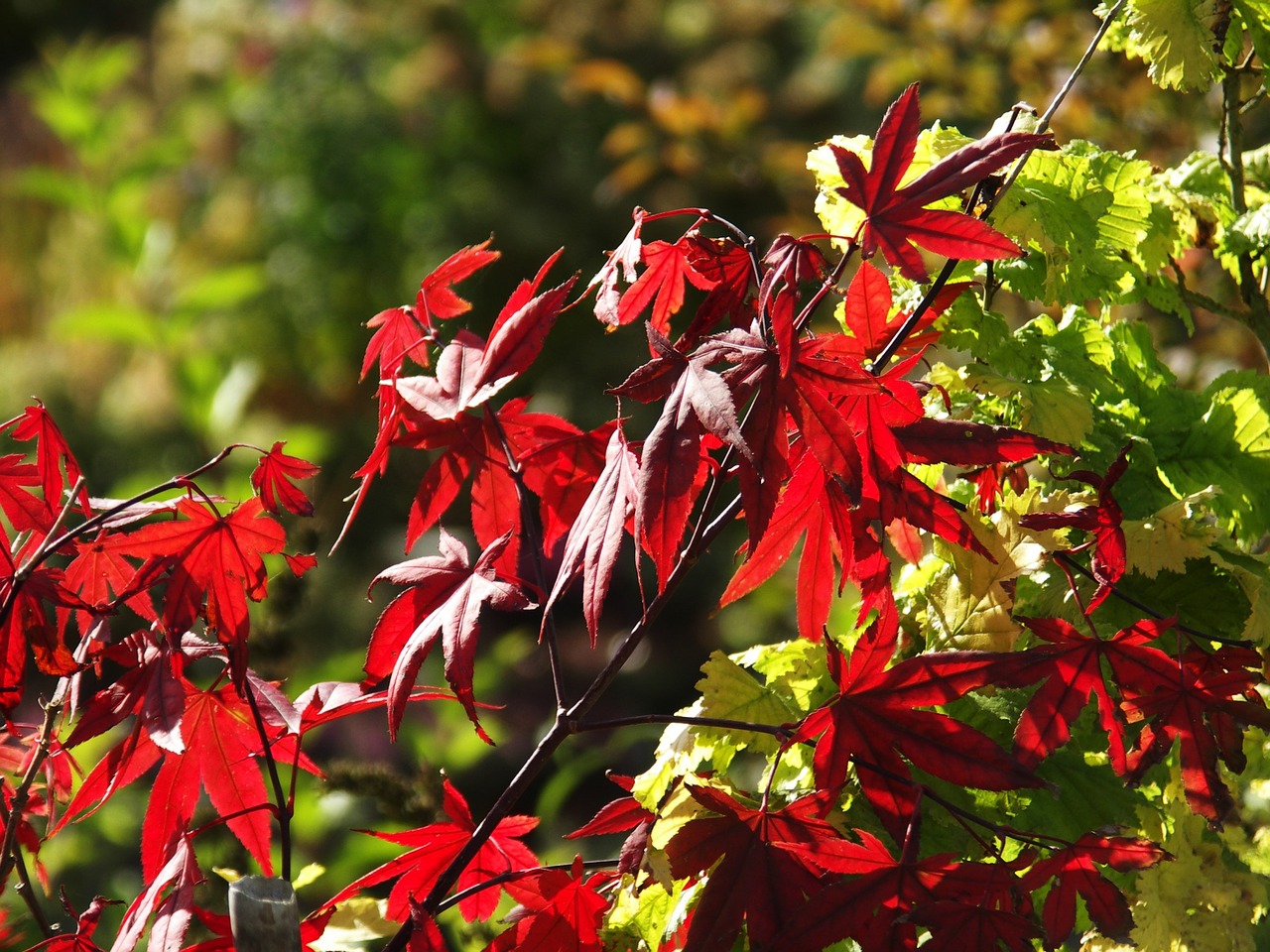 autumn leaves forest free photo