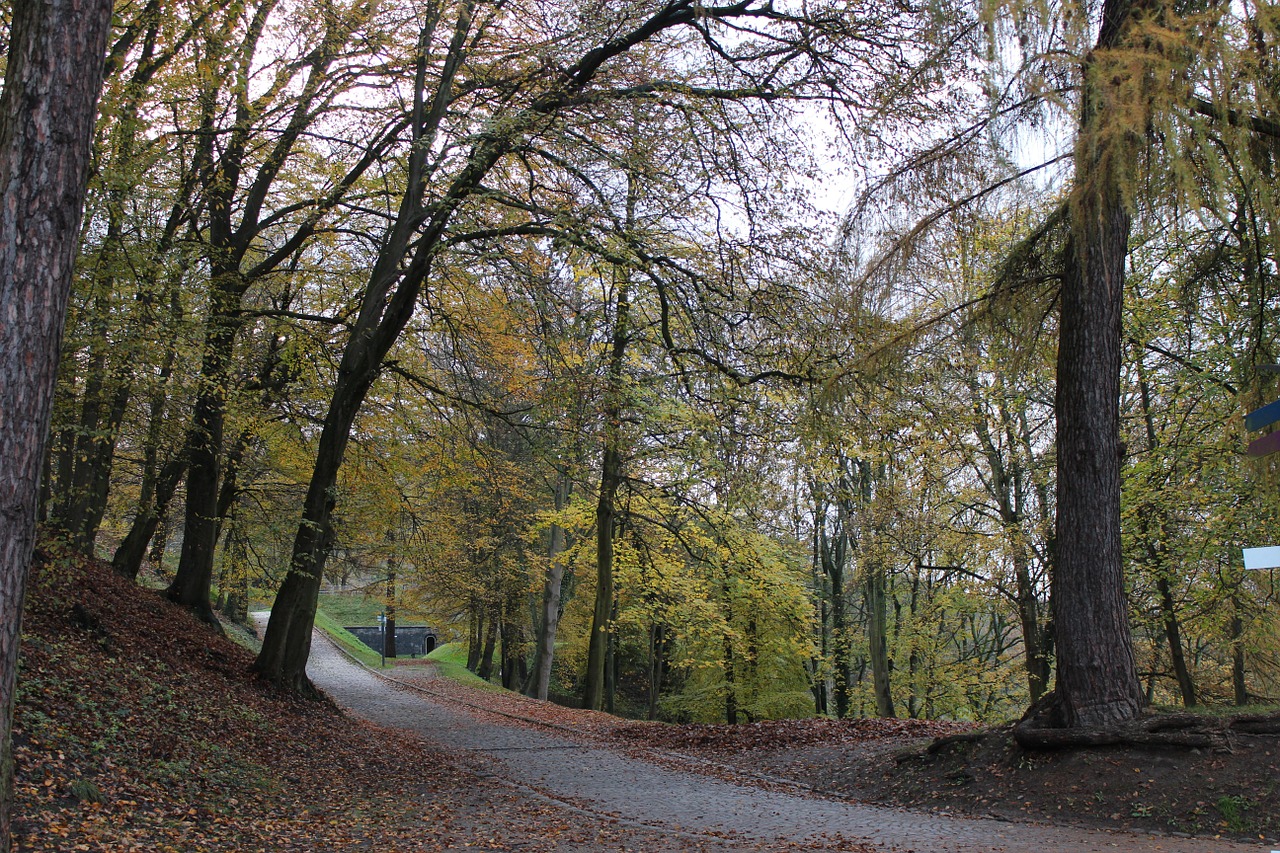 autumn park trees free photo