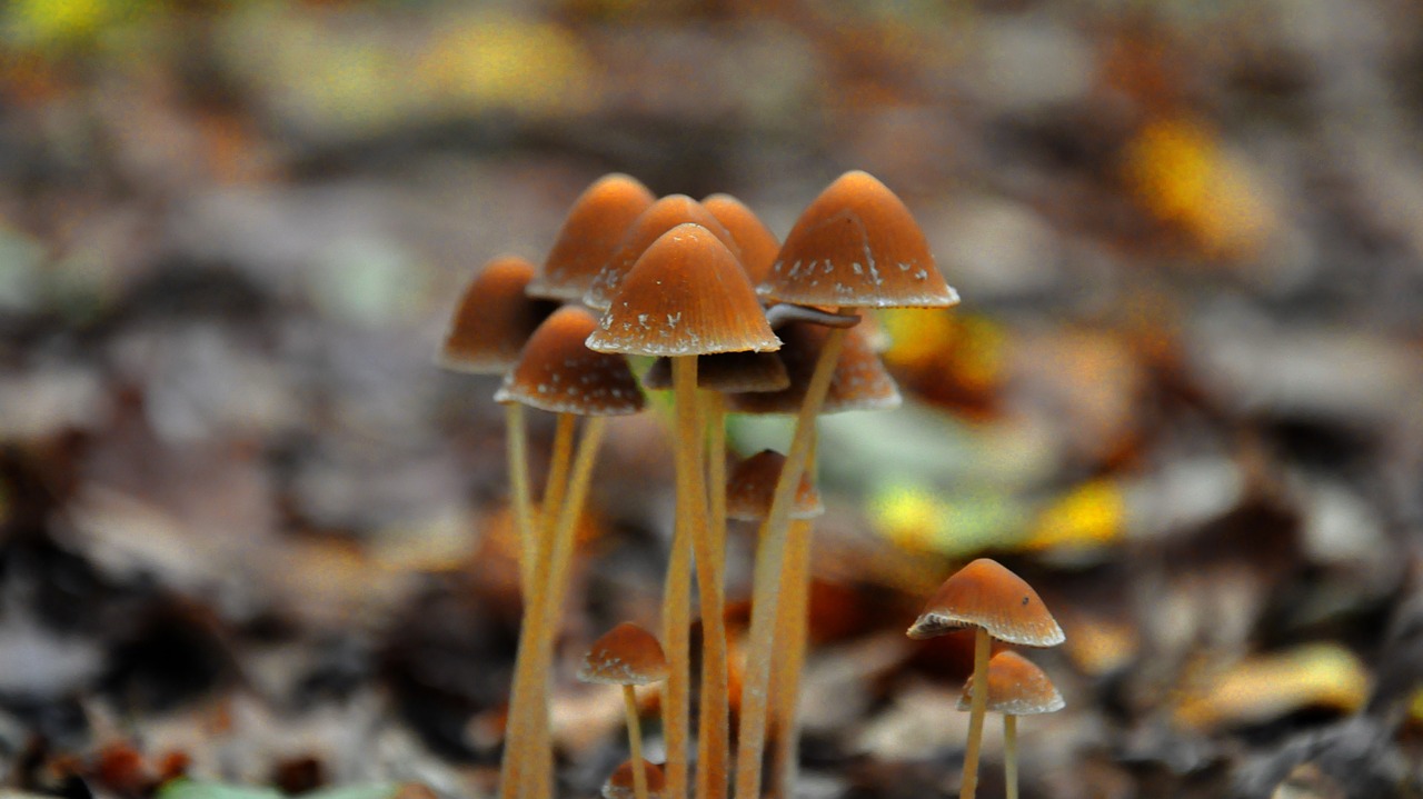 autumn forest mushroom free photo