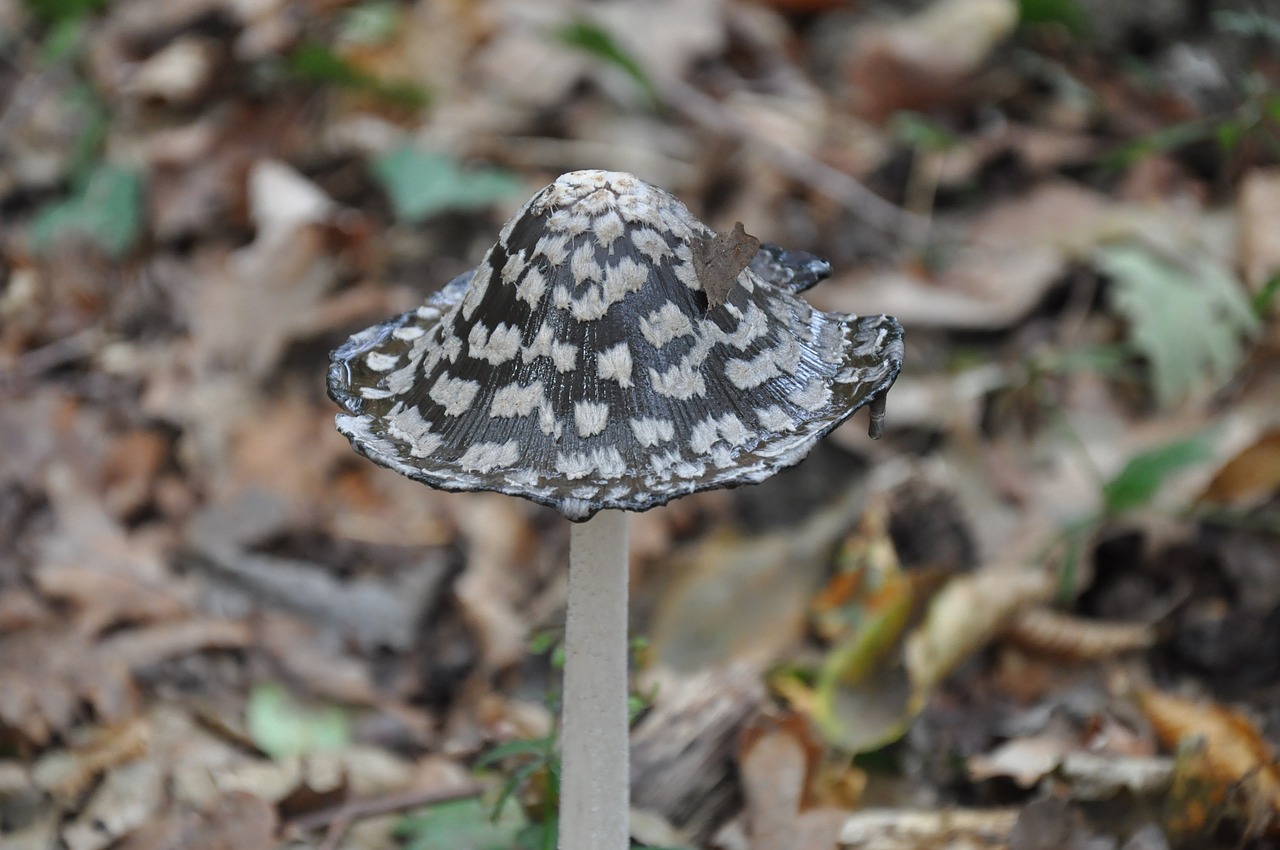 autumn forest mushroom free photo