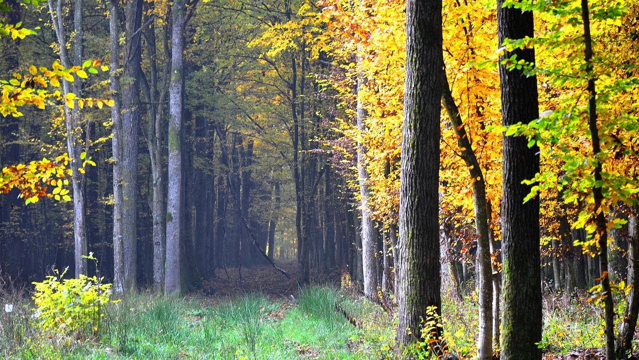 autumn forest nature free photo