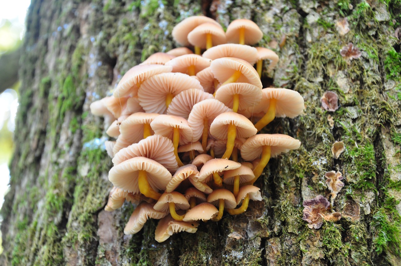 autumn mushroom forest free photo