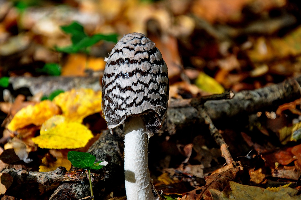 autumn mushroom forest free photo