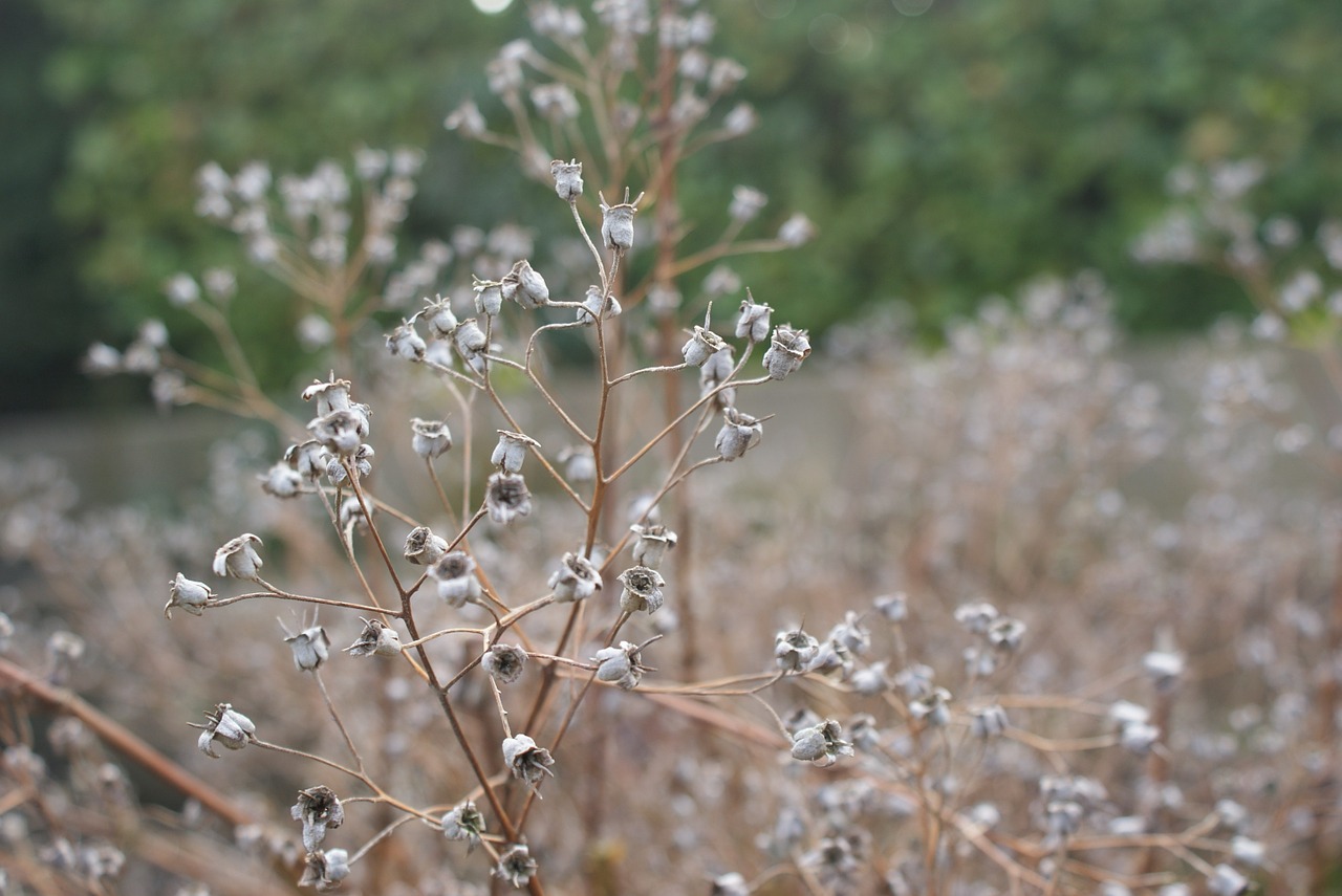 autumn flower meadow free photo