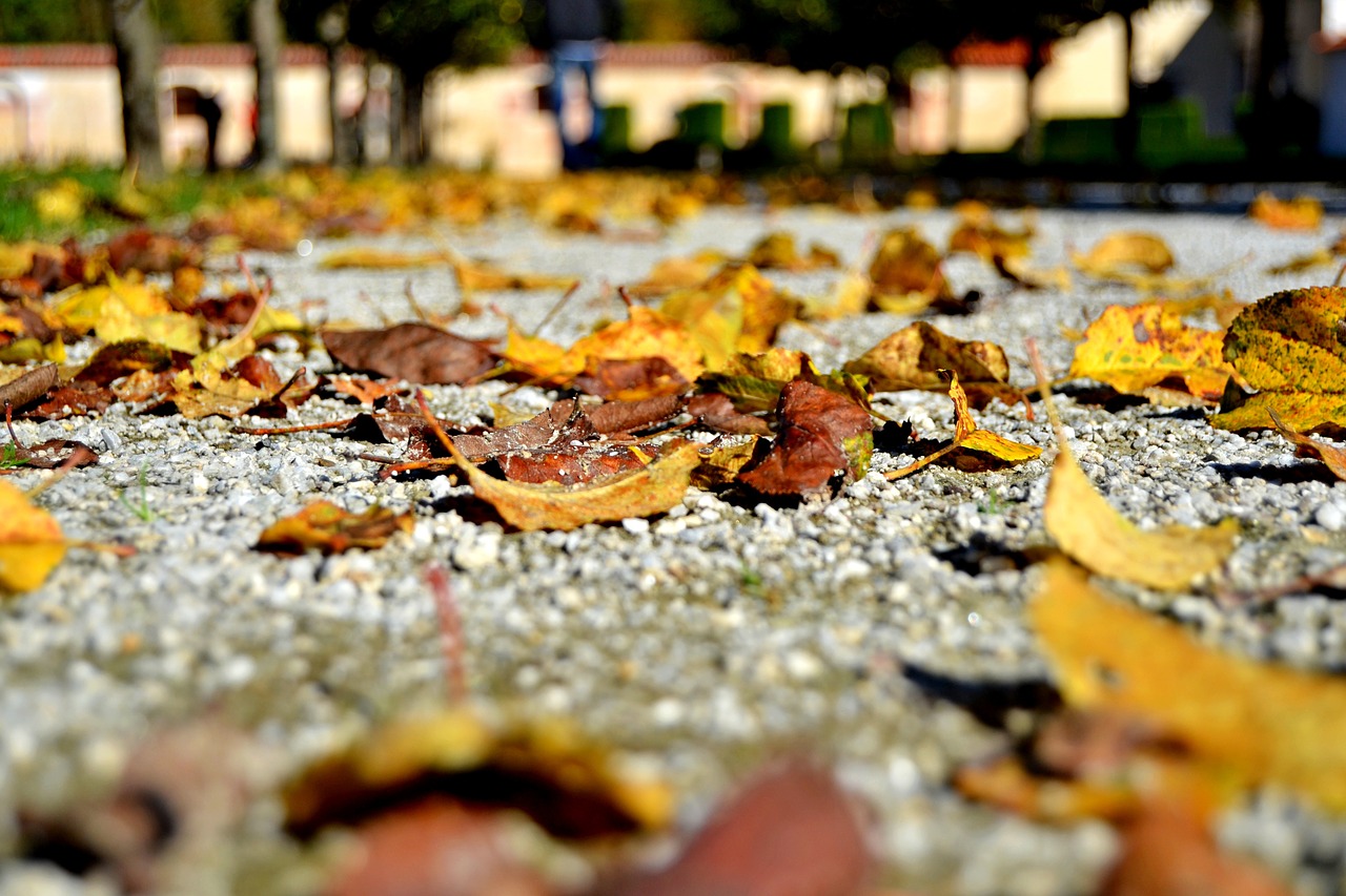 autumn foliage path free photo