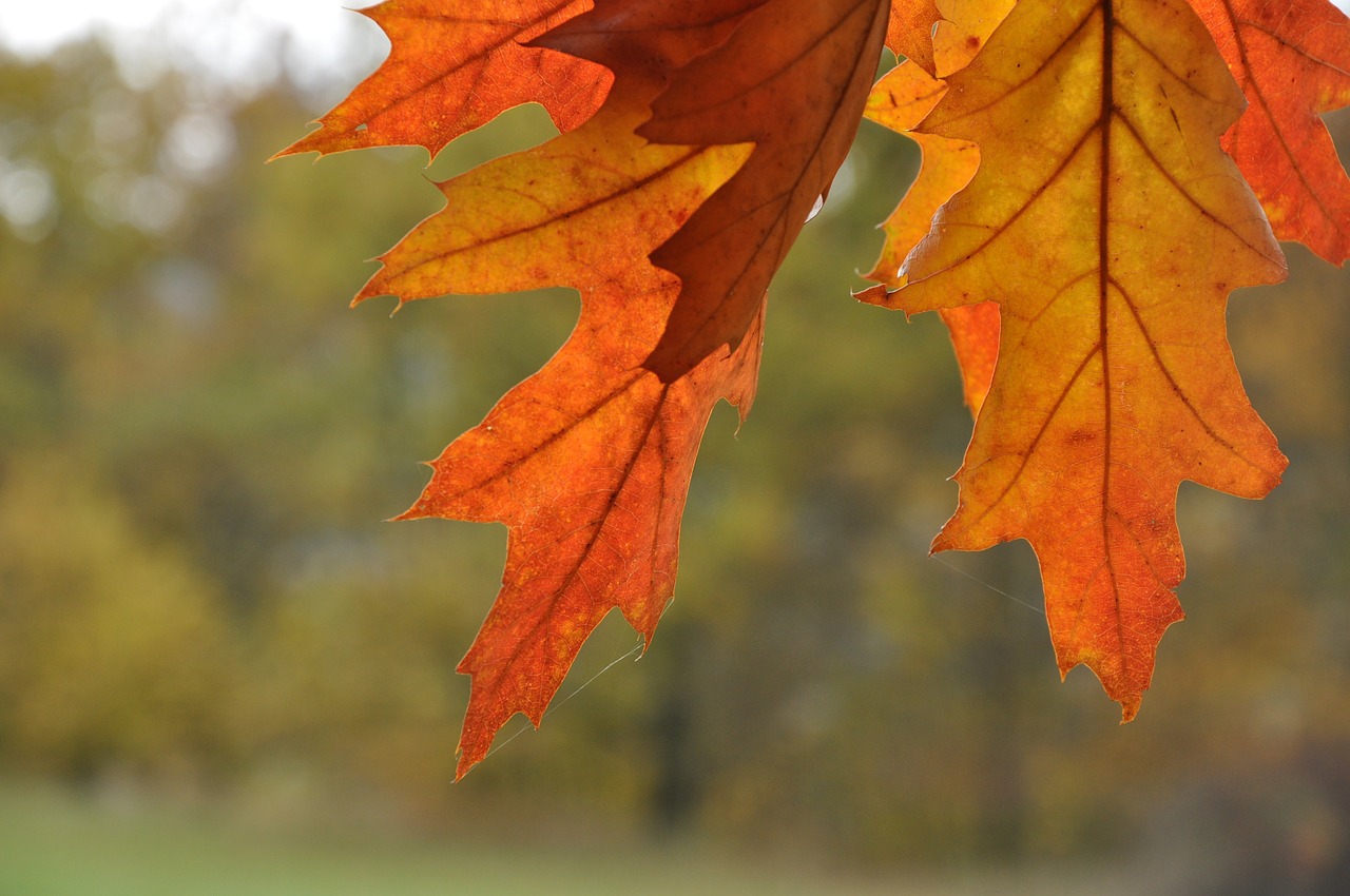 autumn nature foliage free photo