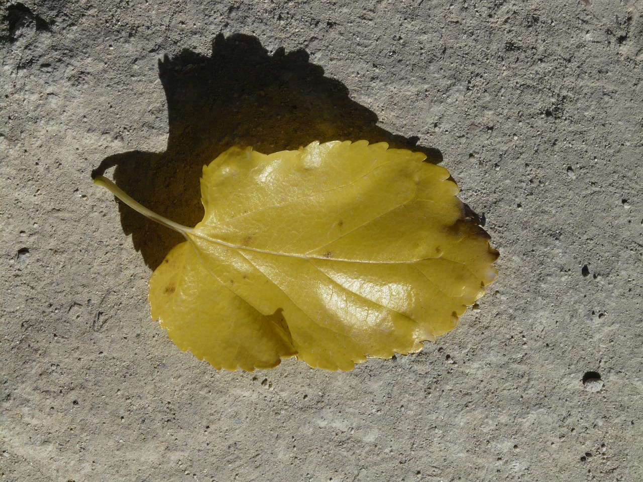 autumn leaf poplar leaf free photo