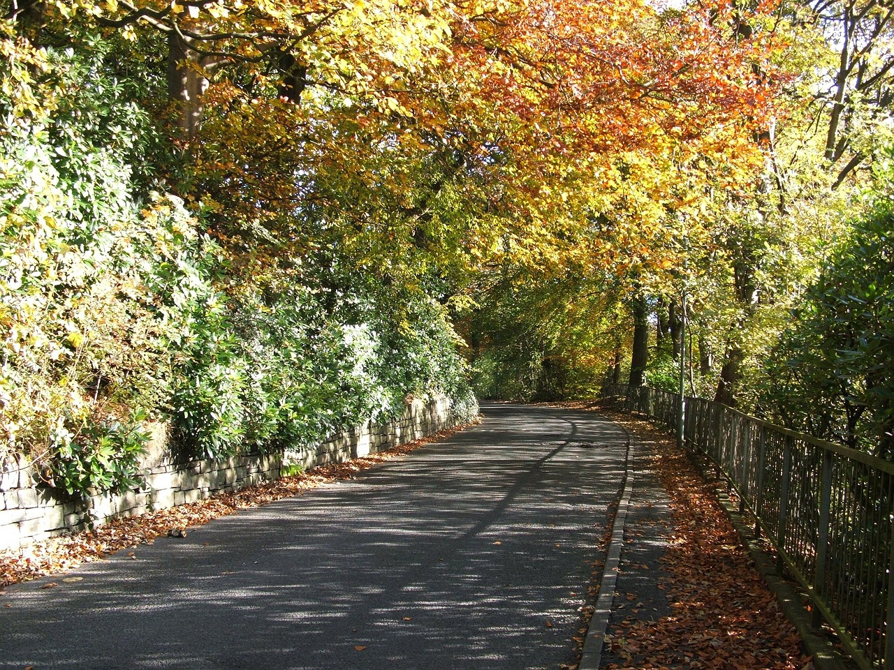 autumn tree trees free photo