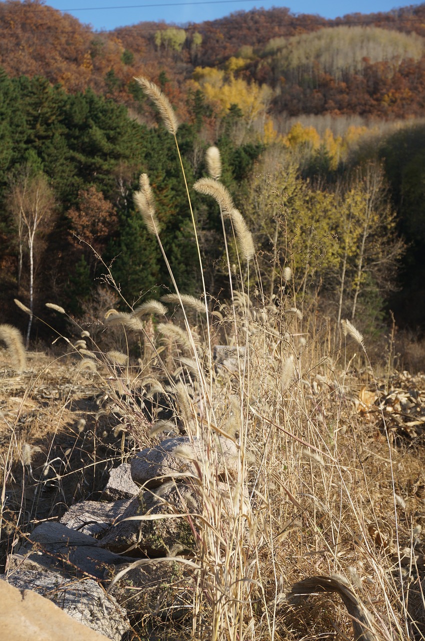 autumn straw the scenery free photo