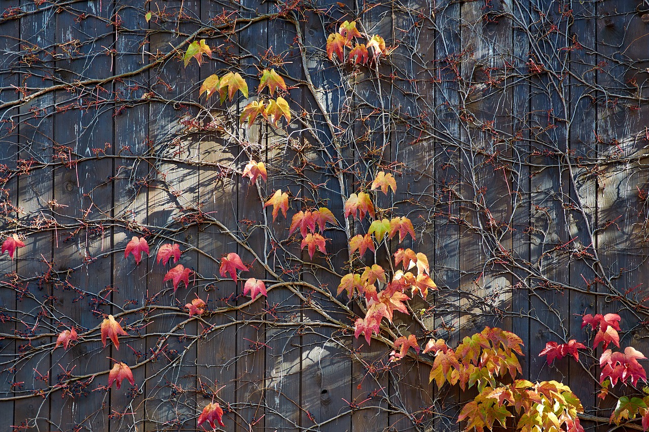 autumn vine leaves leaves free photo