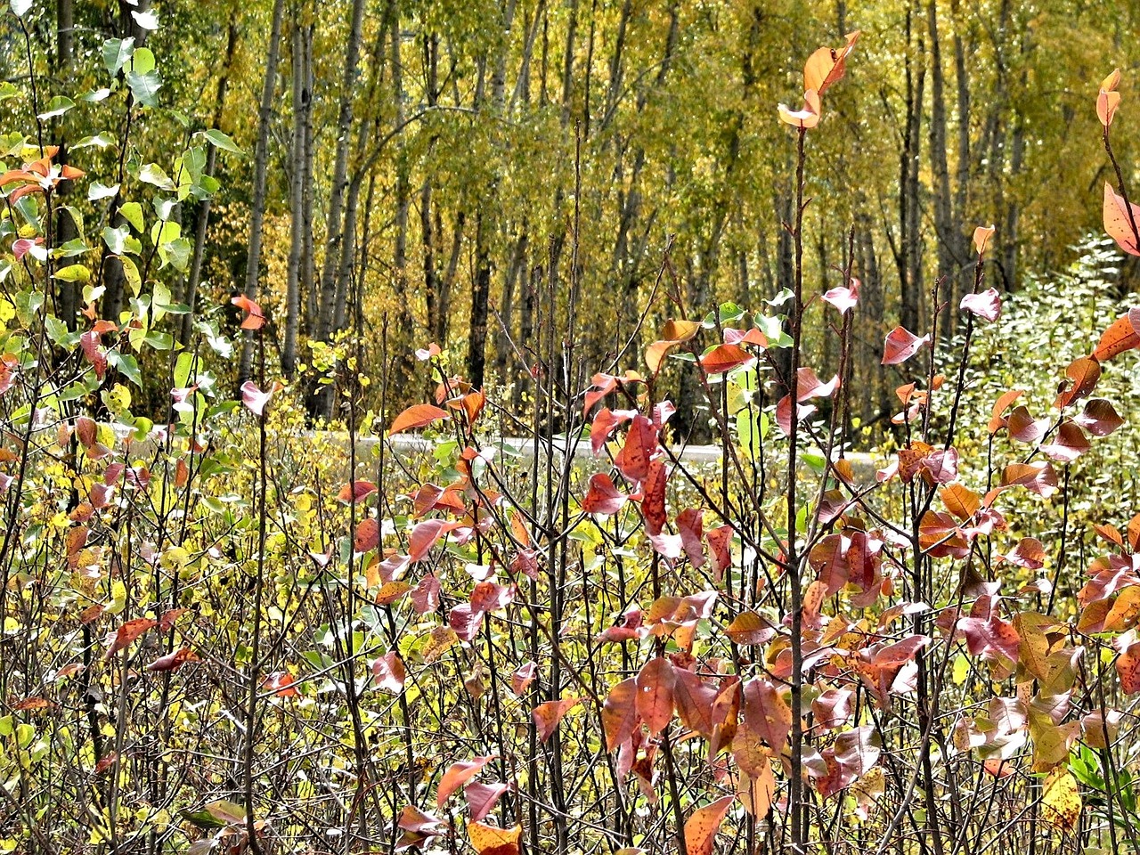 autumn leaves colours free photo