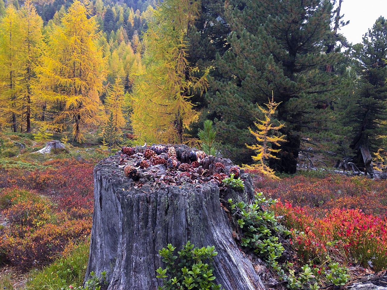 autumn autumn colours south tyrol free photo