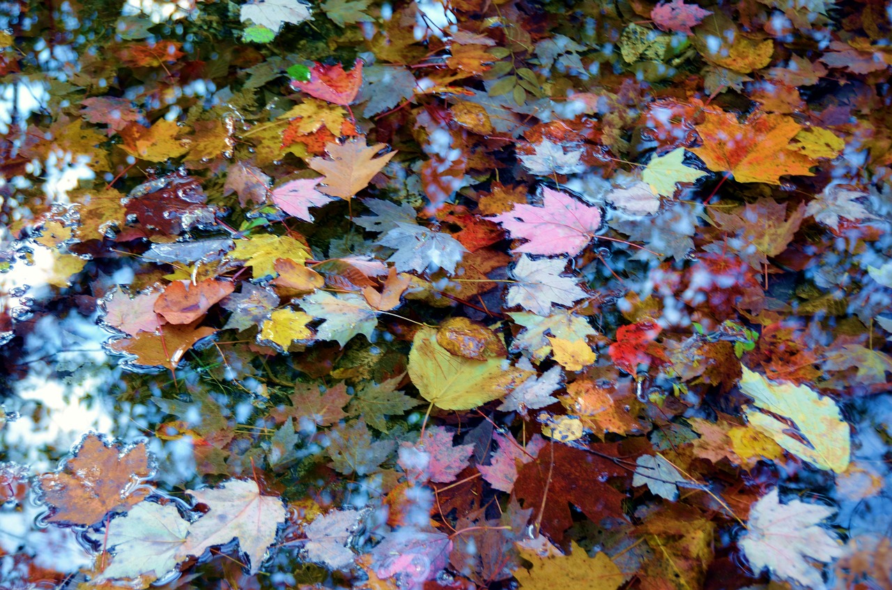 autumn colorful leaves free photo