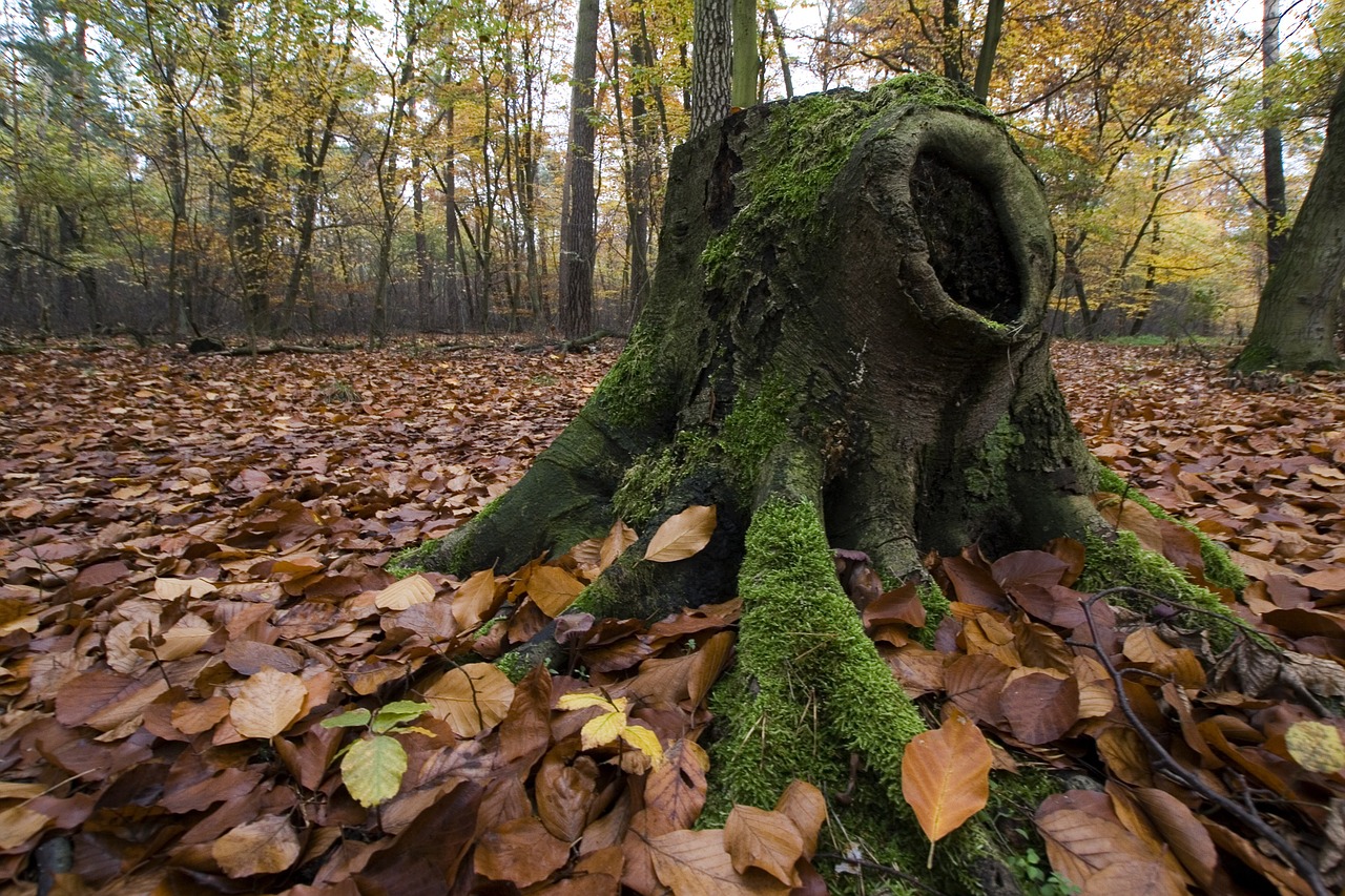 autumn forest leaves free photo