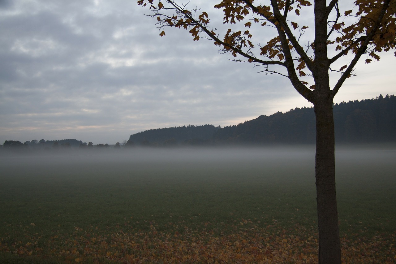 autumn silhouette nature free photo