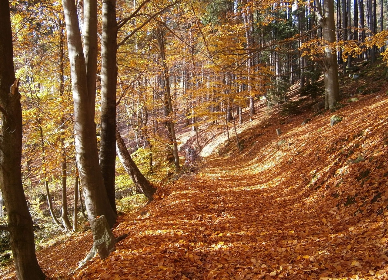 autumn forest leaves free photo