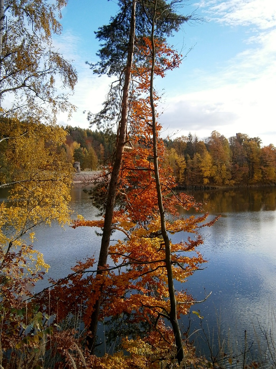 autumn tree leaves free photo