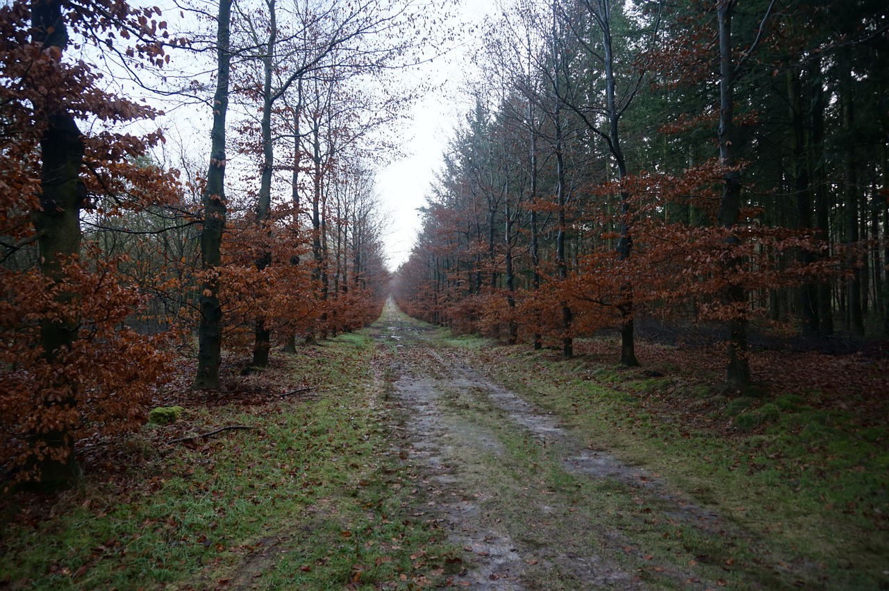 autumn forest light free photo