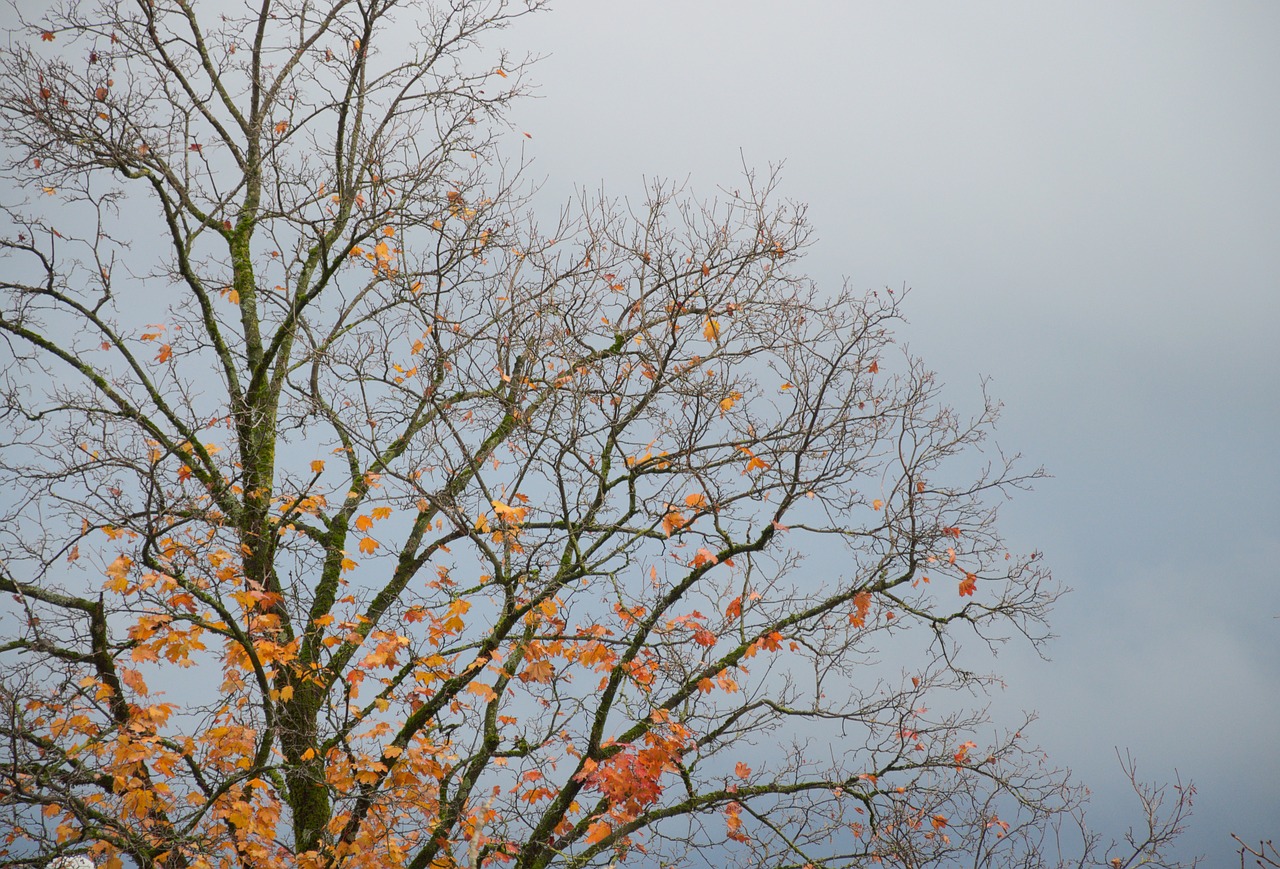 autumn tree sky free photo