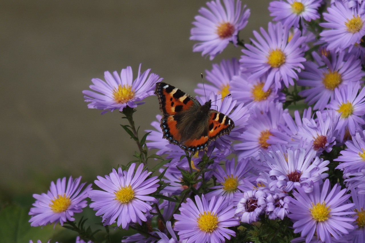 autumn butterfly asters free photo