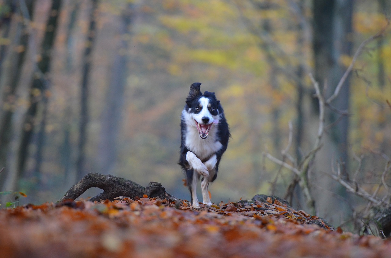 autumn dog running dog free photo