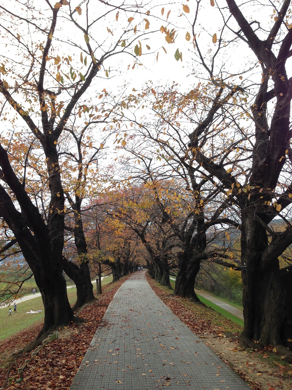 autumn one road tree-lined avenue free photo