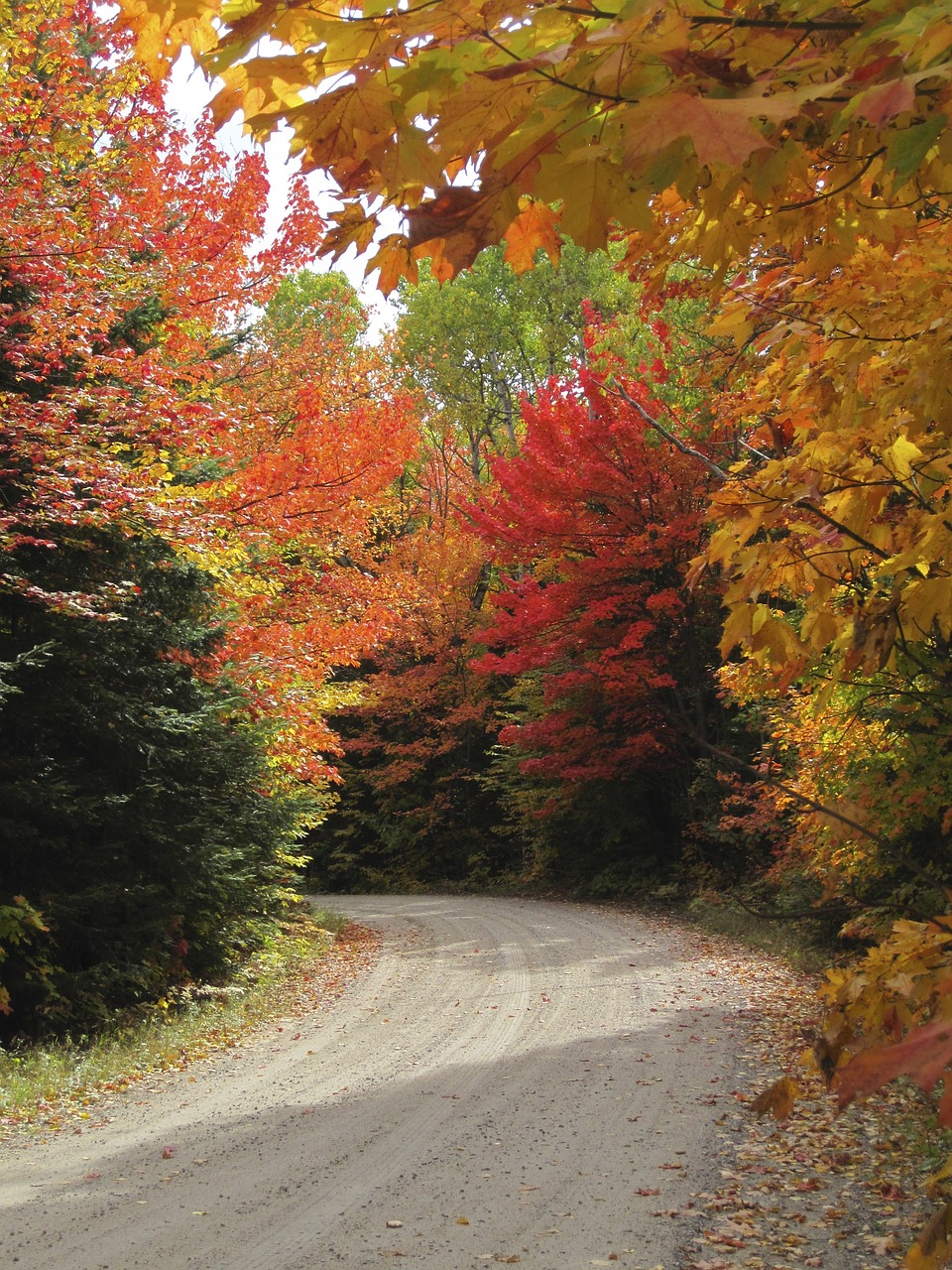 autumn fall orange free photo