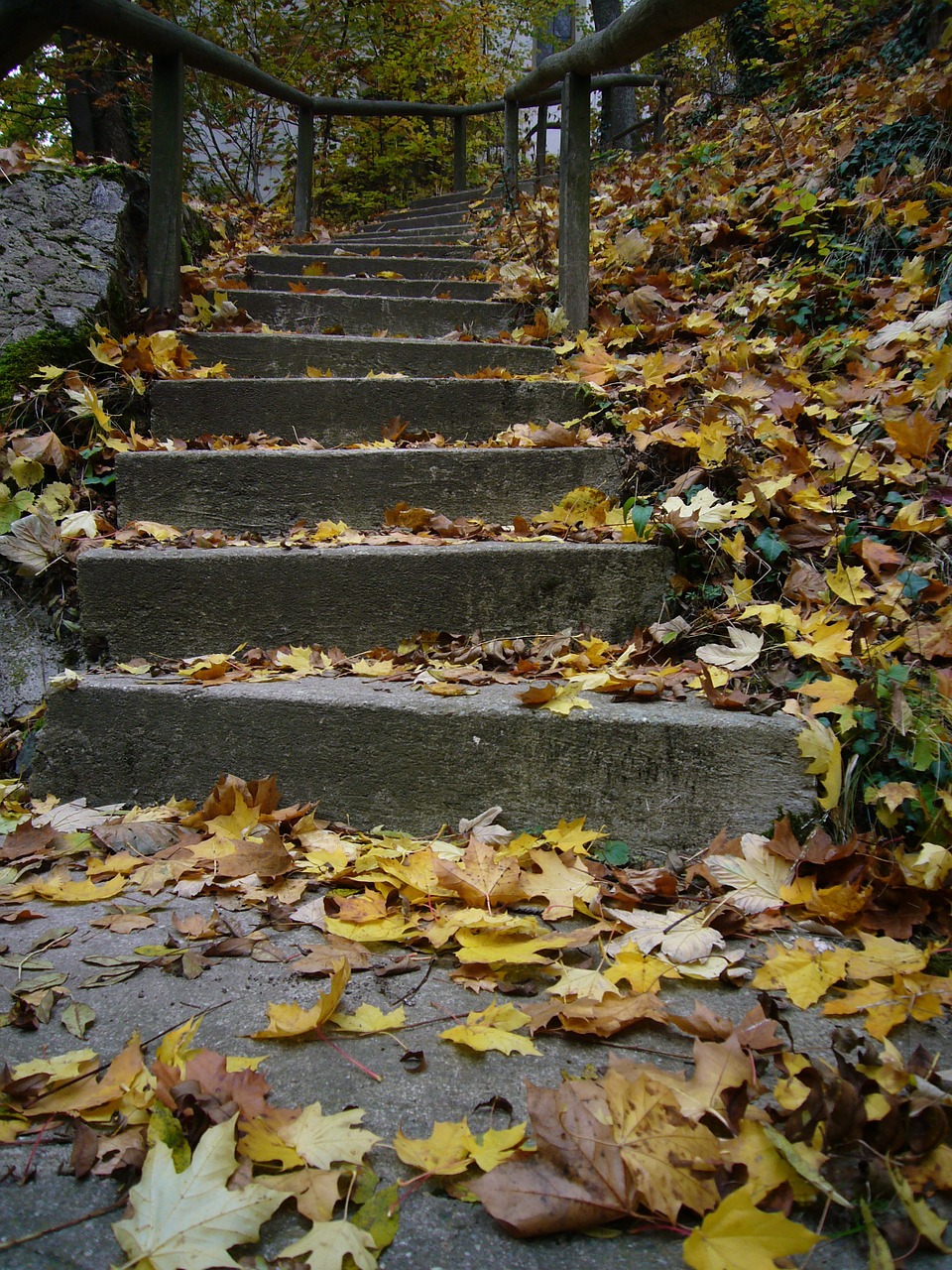 autumn leaf stones free photo