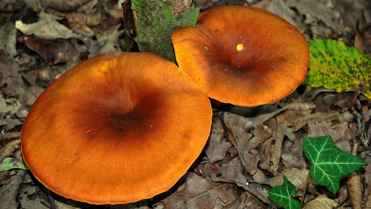 autumn mushroom nature free photo