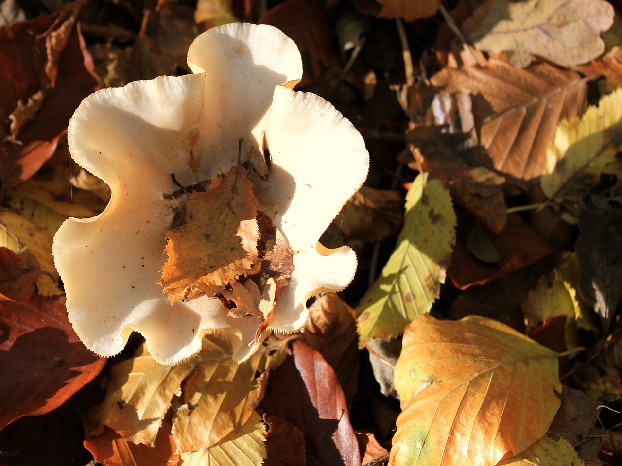 autumn mushroom garden free photo