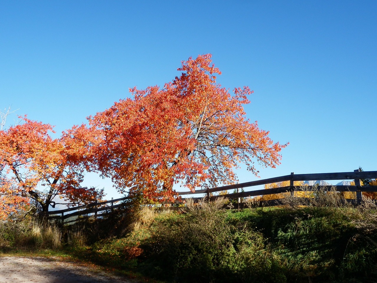 autumn tree fence free photo