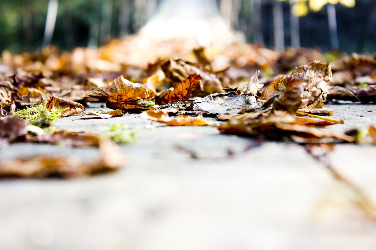 autumn leaves bridge free photo