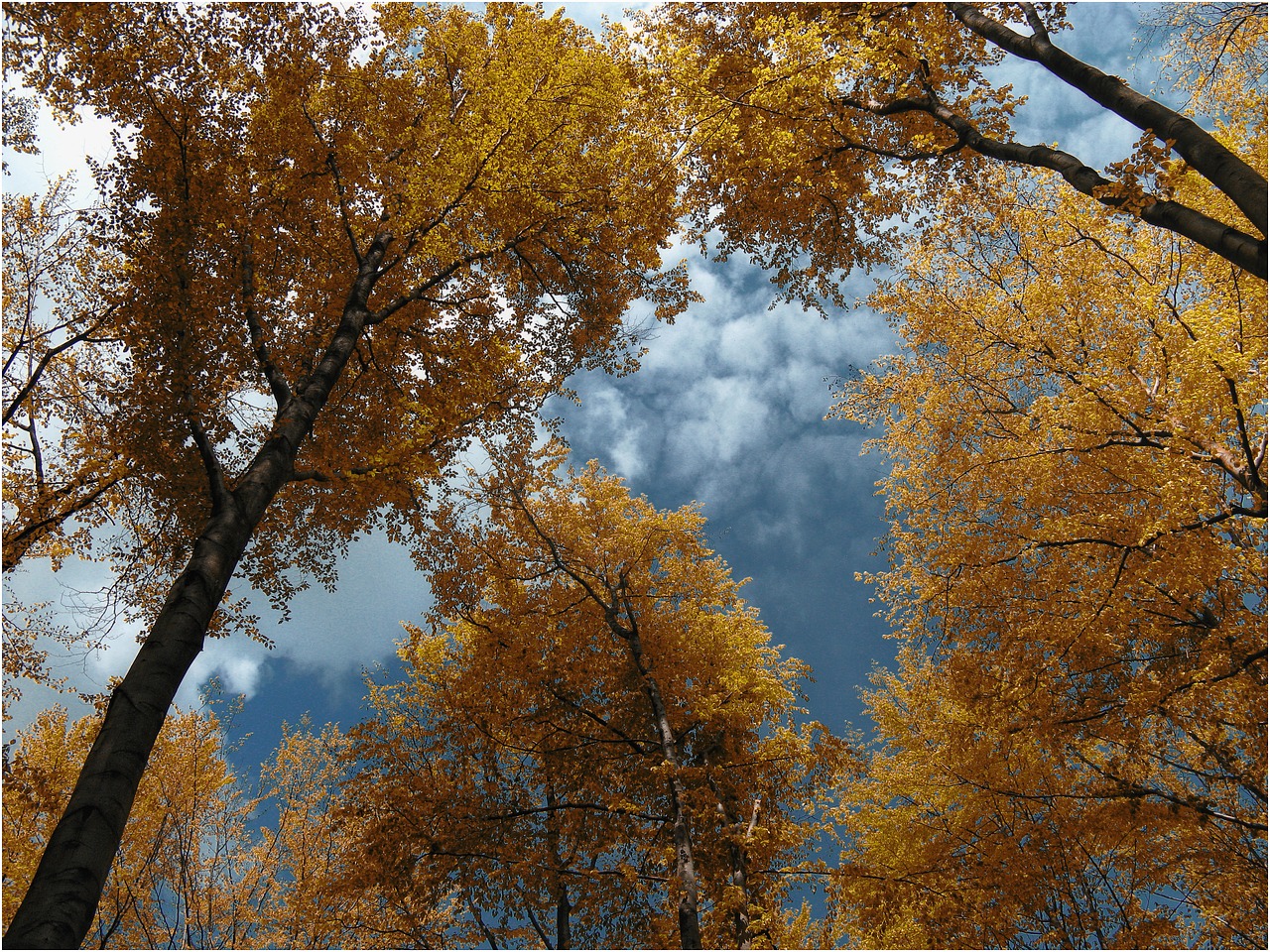 autumn tree yellow free photo